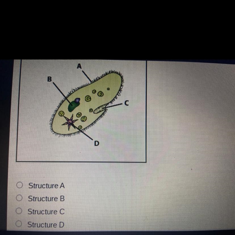 Which of the labeled structures controls the water balance?-example-1