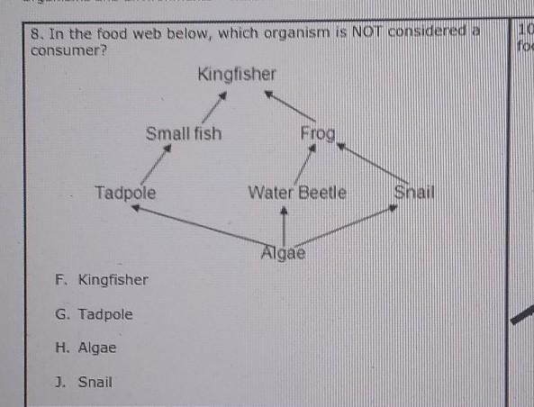 8. In the food web below, which organism is NOT considered a consumer? F. Kingfisher-example-1