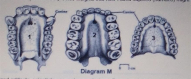 Through these fossilized artifacts, scientists can make conclusions. Some hominid-example-1