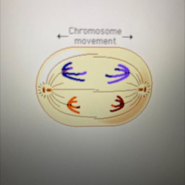 What phase of mitosis is represented? A. Pro phase B. Metaphase C. Anaphase D. Telophase-example-1