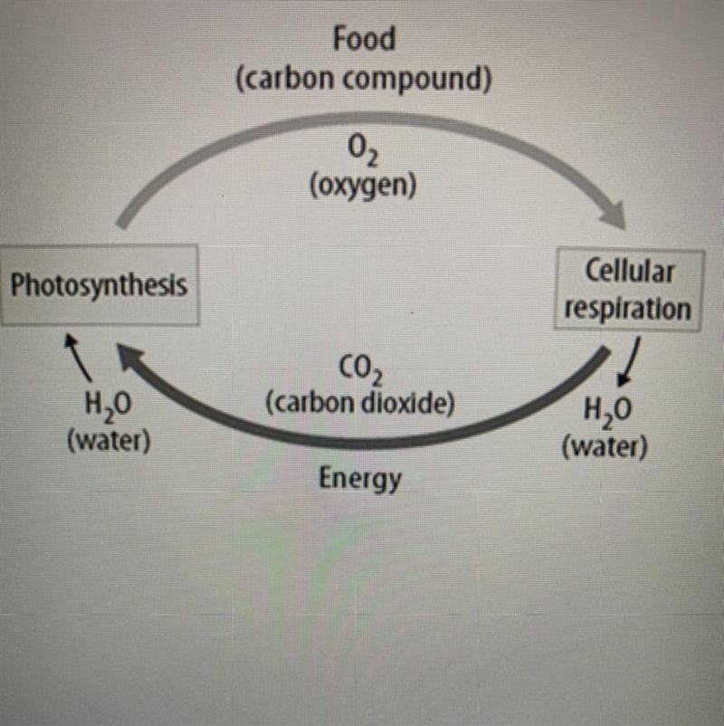 A.)During cellular respiration, energy is stored in carbon dioxide and water molecules-example-1