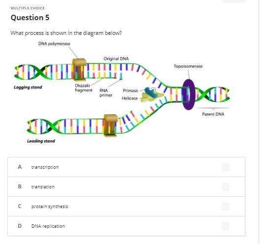 Multiple choice - biology-example-1