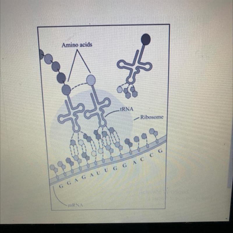 The diagram represents part of a process that occurs in cells. Which cellular process-example-1