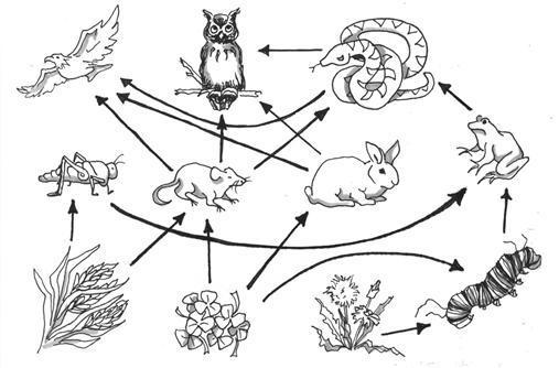 Which organisms belong to the same food chain? A.clover, mouse, rabbit, owl B.wheat-example-1