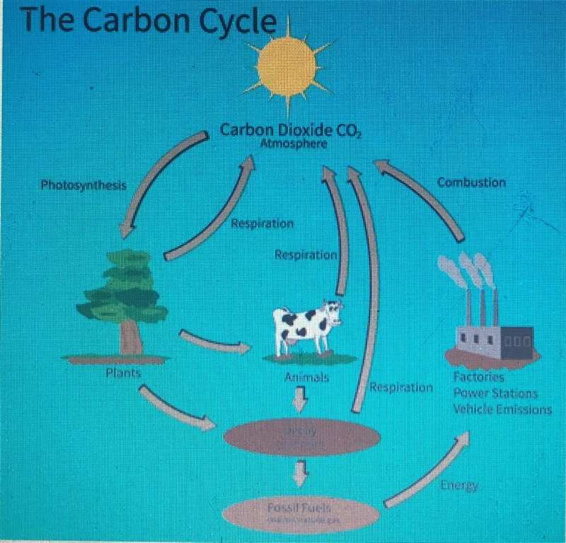 Could somebody please help me? Select the correct answer How many pathways are depicted-example-1