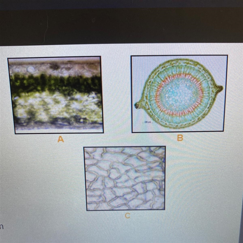 Identify the plant tissues in the three images. A. B. C. The answers are A. Dermal-example-1