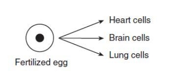 All of the cells have__________ DNA A. Identical B. Different-example-1