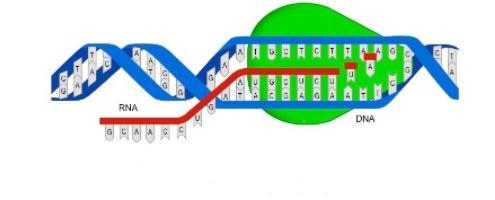 Which statement summarizes the process shown in the diagram? A DNA is being transcribed-example-1