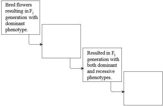 Fill in the sequence diagram below to summarize Mendel’s experimental process.-example-1