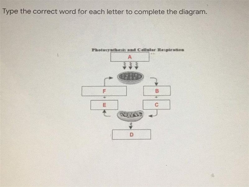 Please help, I don't know much about cellular respiration.-example-1