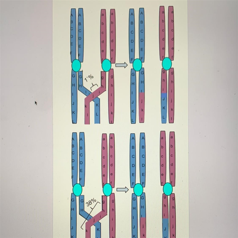 A.independent assortment B.crossing over C.anaphase 1 of meiosis D.incomplete dominance-example-1