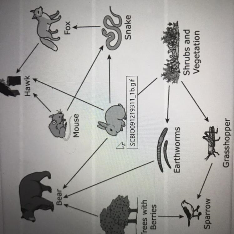 Which animal is a consumer in this food web that feeds at the lowest and highest trophic-example-1