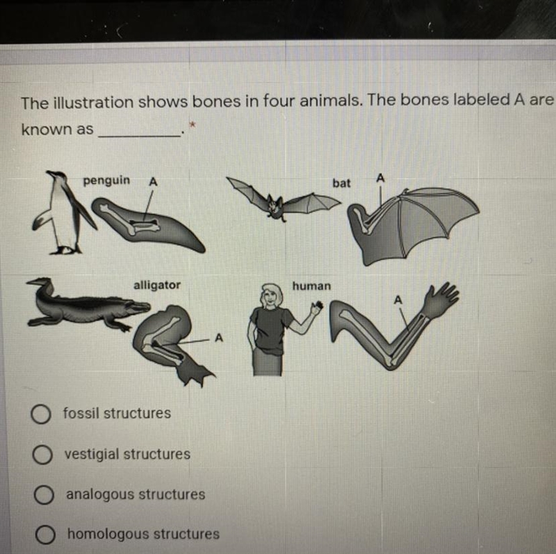 The illustration shows bones and for animals the bones labeled they are known as?-example-1