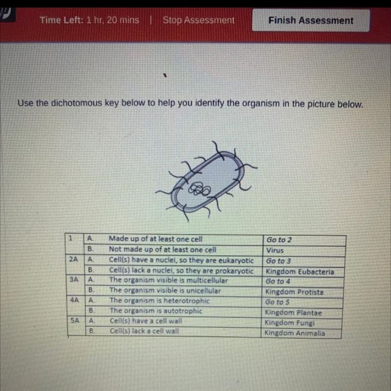 How would you classify this organism based on the dichotomous key? Select one: A. Kingdom-example-1