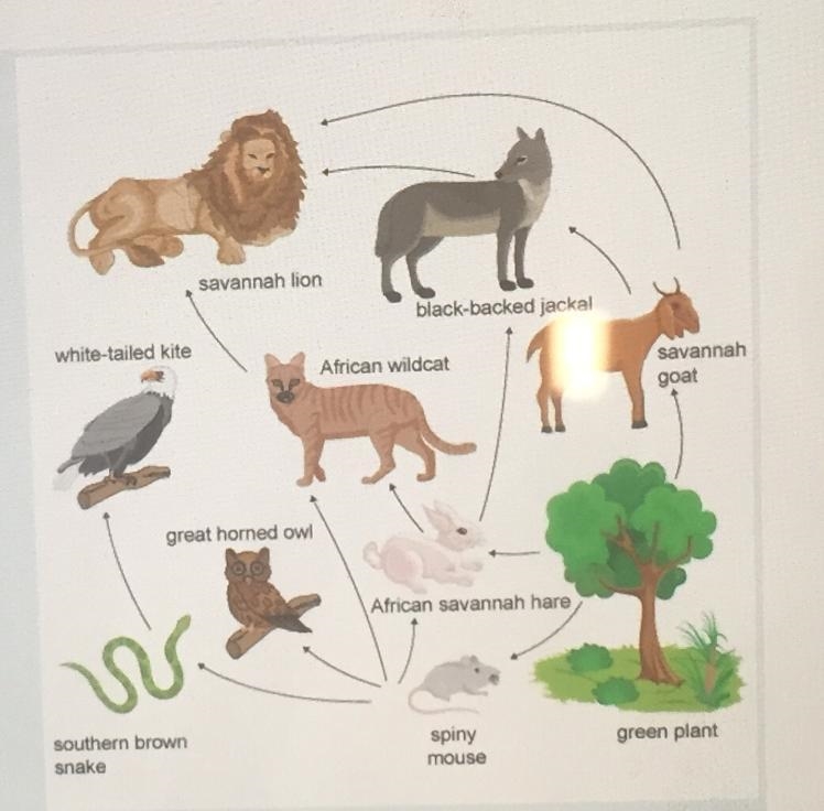 Explain why decomposers would be necessary in this food web.-example-1