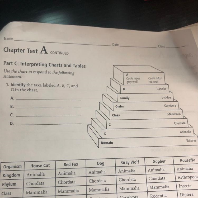 1. Identify the taxa labeled A, B, C, and Din the chart. A. B. C. D.-example-1