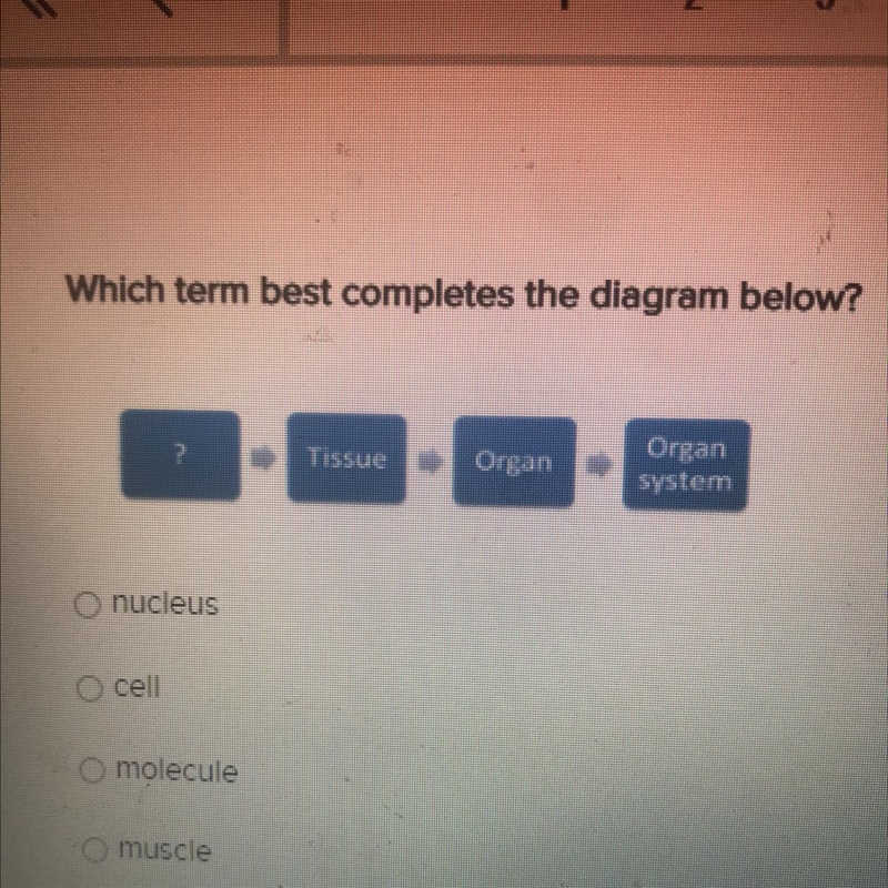 PLEASE HELP NO LINKS PLEASE Which term best completes the diagram below? nucleus cell-example-1