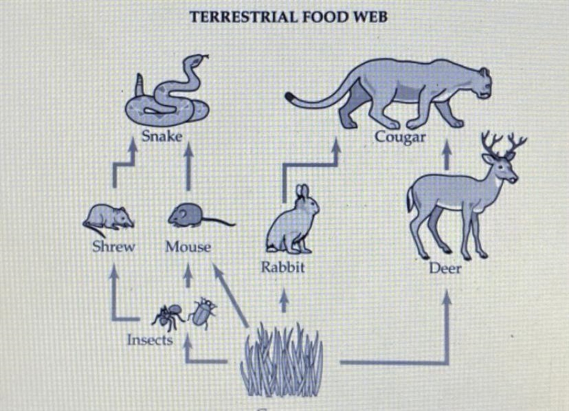 In the photo above which of the following organisms is both a primary and a secondary-example-1