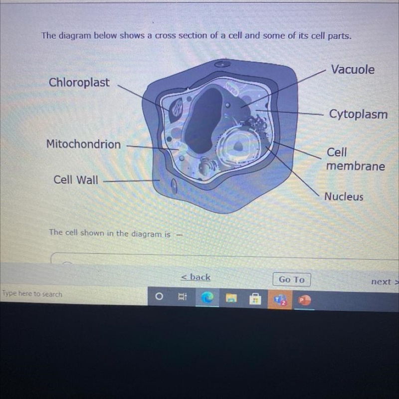 The cell shown in the diagram is ?-example-1