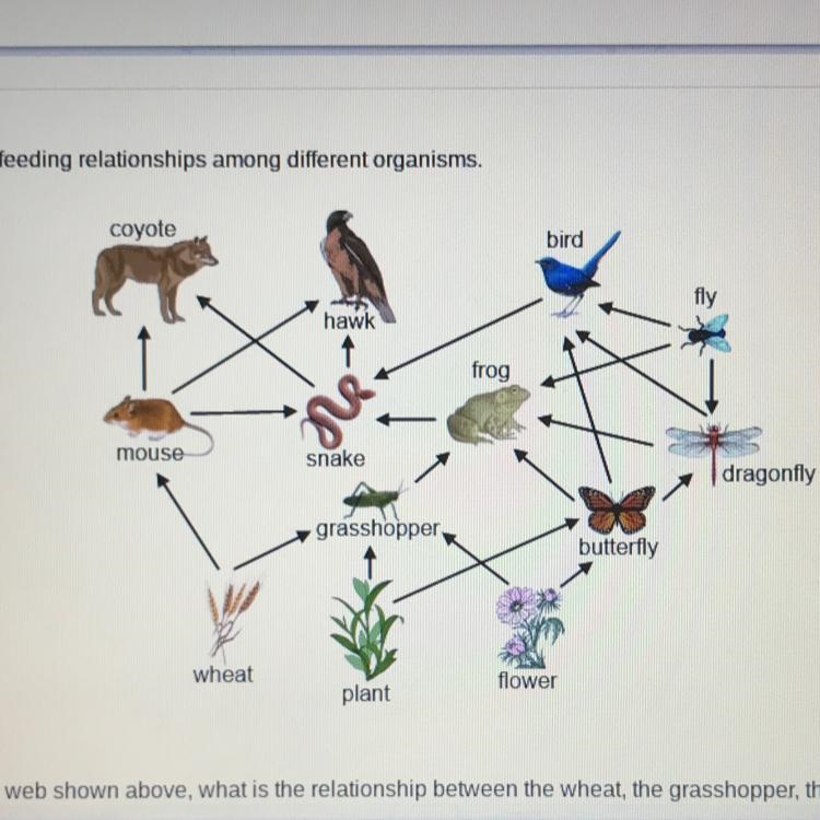 *Urgent* According to the food web shown above, what is the relationship between the-example-1