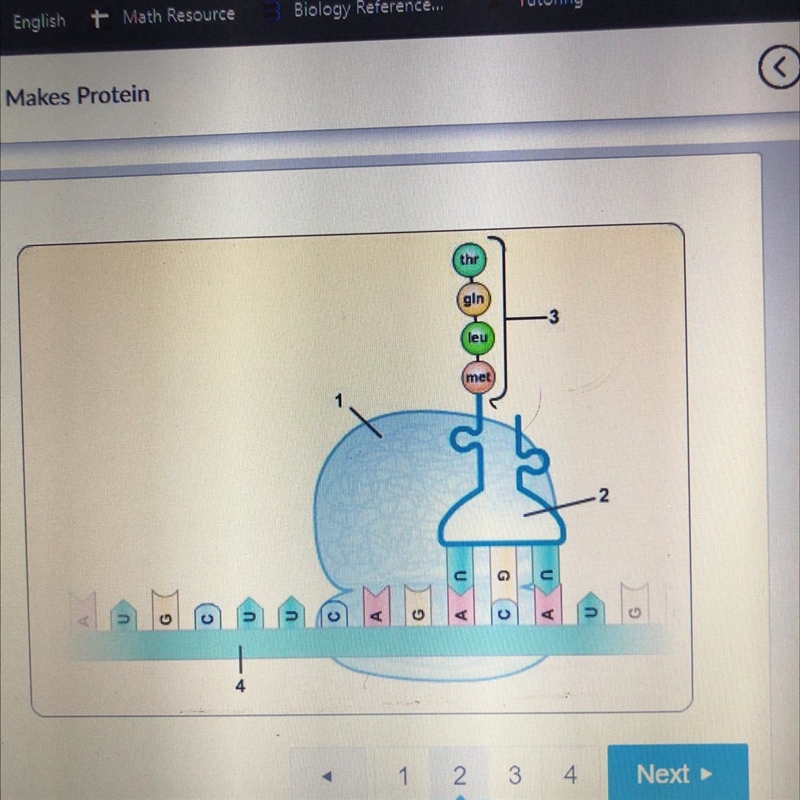 Look at the diagram. Which two structures are first to combine in translation? 20004 • 1 and-example-1