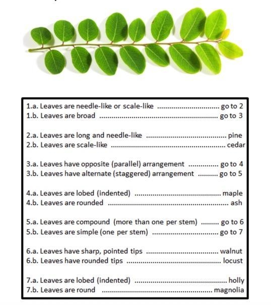 A branch from a tree and a dichotomous key are shown below. What type of tree produced-example-1