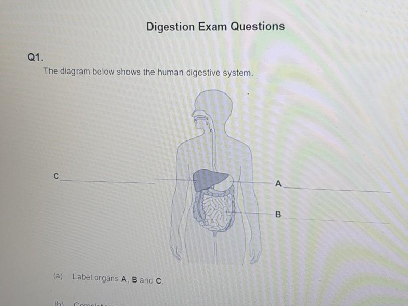 The diagram below shows the human digestive system. C А B.​-example-1