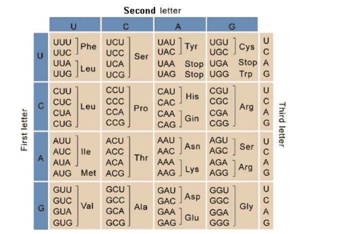 Below is a DNA coding sequence that codes for the protein oxytocin. Complete the mRNA-example-5