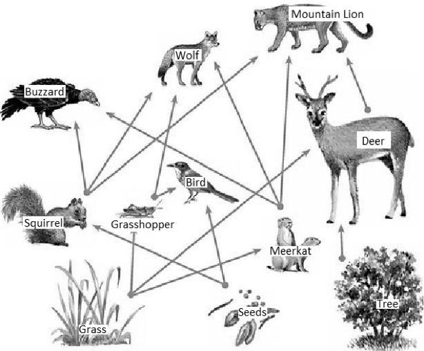 According to the food web diagram, what is the energy role of the bird? * a-herbivore-example-1