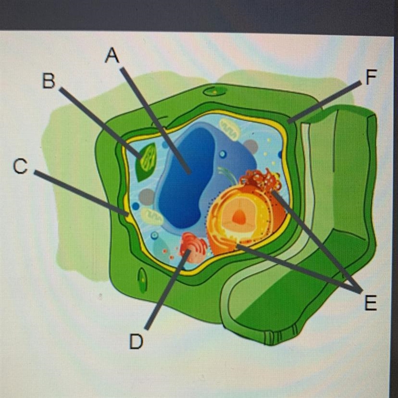 Identify the organelles in the cell to the right. A B C D E F-example-1