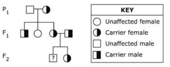 The illustration shows a pedigree with an autosomal recessive mutation. What is the-example-1