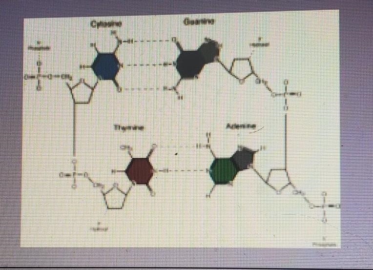 How many nucleotides can be observed in the image? Why might nucleotides be know as-example-1