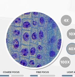 Were you able to identify a cell undergoing cytokinesis in an onion cell? Explain-example-1