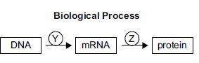 I have bio homework that I don't understand can someone help? Which labels correctly-example-1