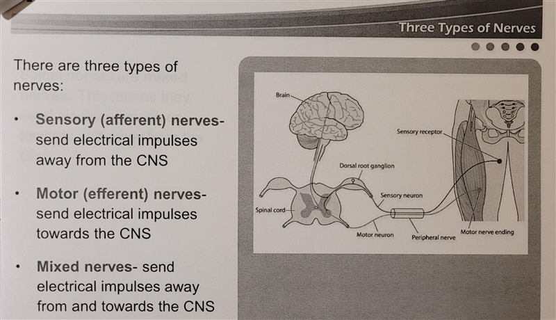 Which cranial nerves are able to send impulses toward and away from the Central Nervous-example-2