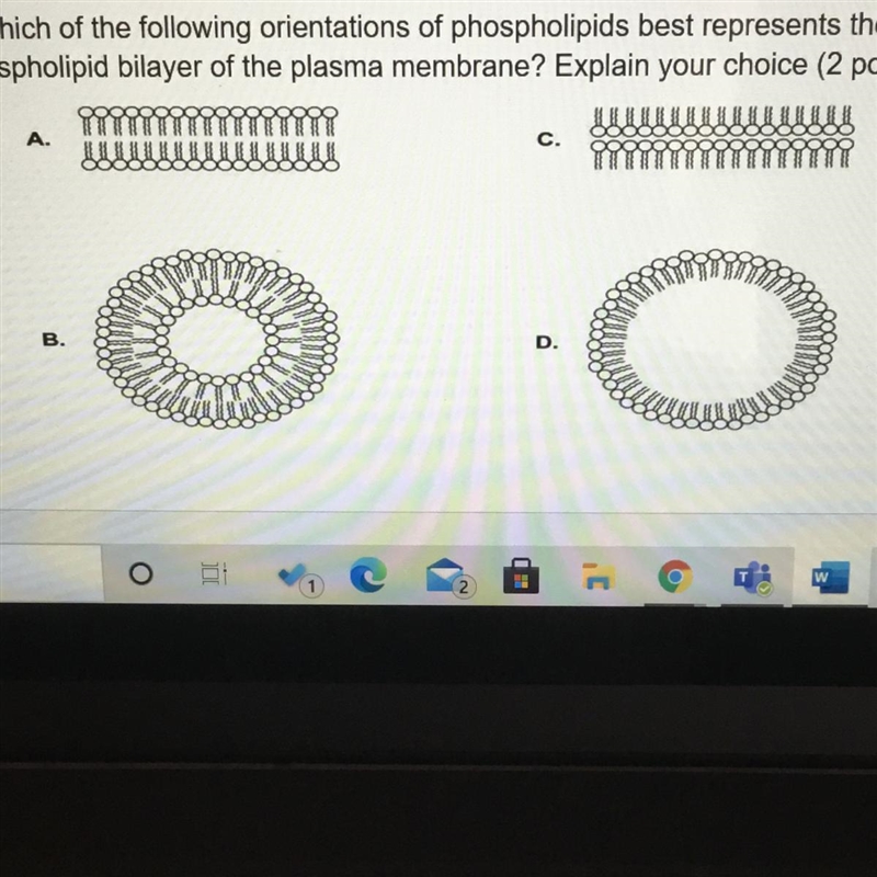 5-Which of the following orientations of phospholipids best represents the phospholipid-example-1