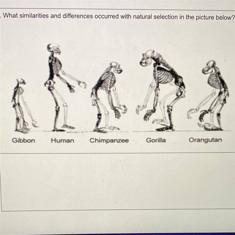 What similarities and differences occurred with natural selection in the picture below-example-1