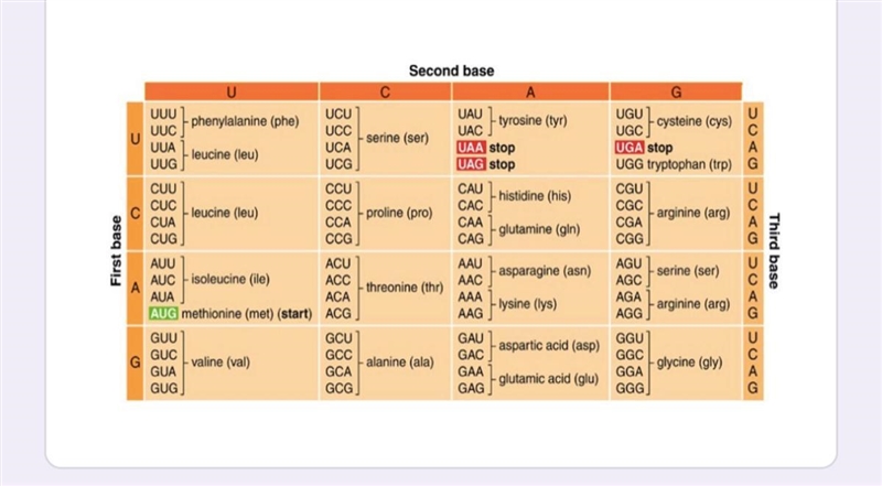 If mRNA had the codon GUA, what amino acid does that code for?-example-1