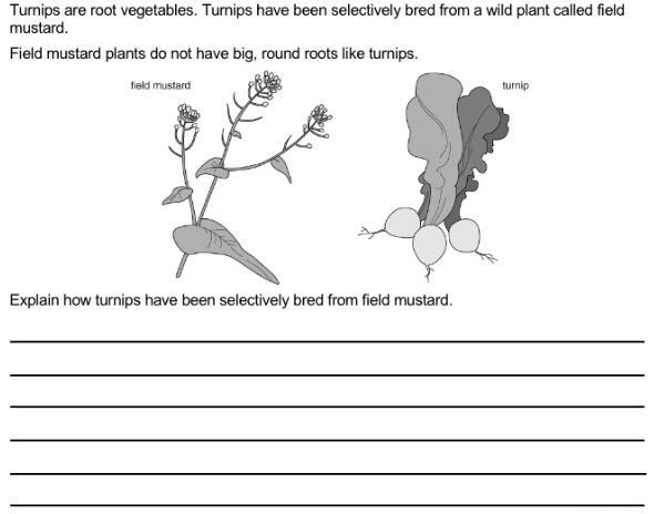 Turnips are root vegetables. turnips have been selectively bred from a wild plant-example-1