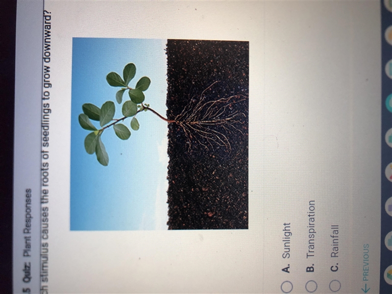 Which stimulus causes the roots of seedlings to grow downward? A. Sunlight B. Transpiration-example-1