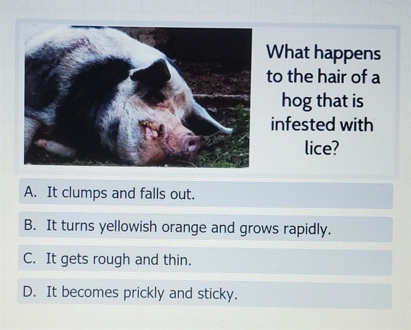 What happens to the hair of a hog that is infested with lice?​-example-1