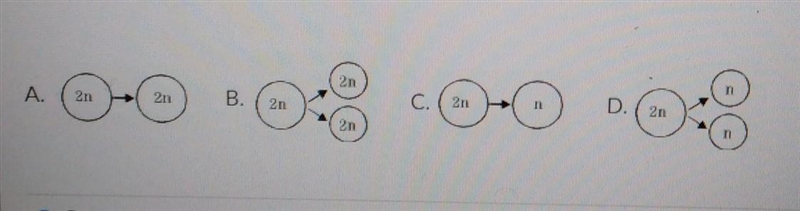 Which diagram most correctly represents the process of mitosis? ​-example-1