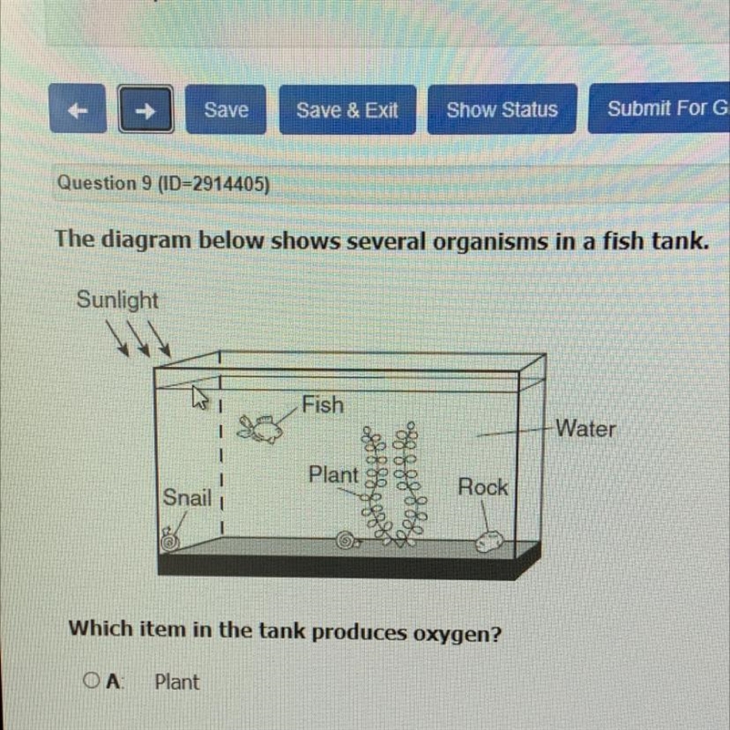 The diagram below shows several organisms in a fish tank. Which item in the tank produces-example-1