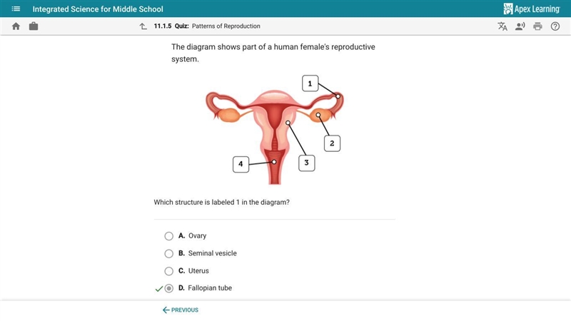 The diagram shows part of a human female reproductive system. which structure is labeled-example-1