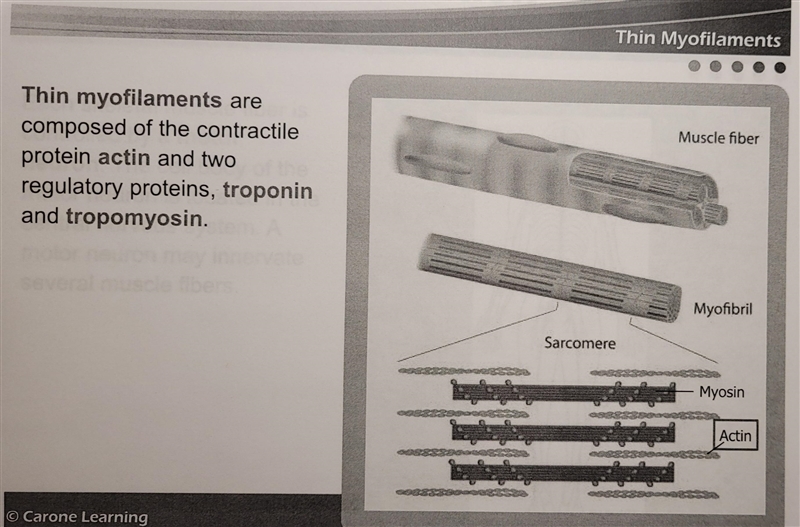 Which of the following statements is TRUE? *Thin myofilaments contain actin, tropomyosin-example-2