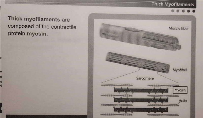 Which of the following statements is TRUE? *Thin myofilaments contain actin, tropomyosin-example-3