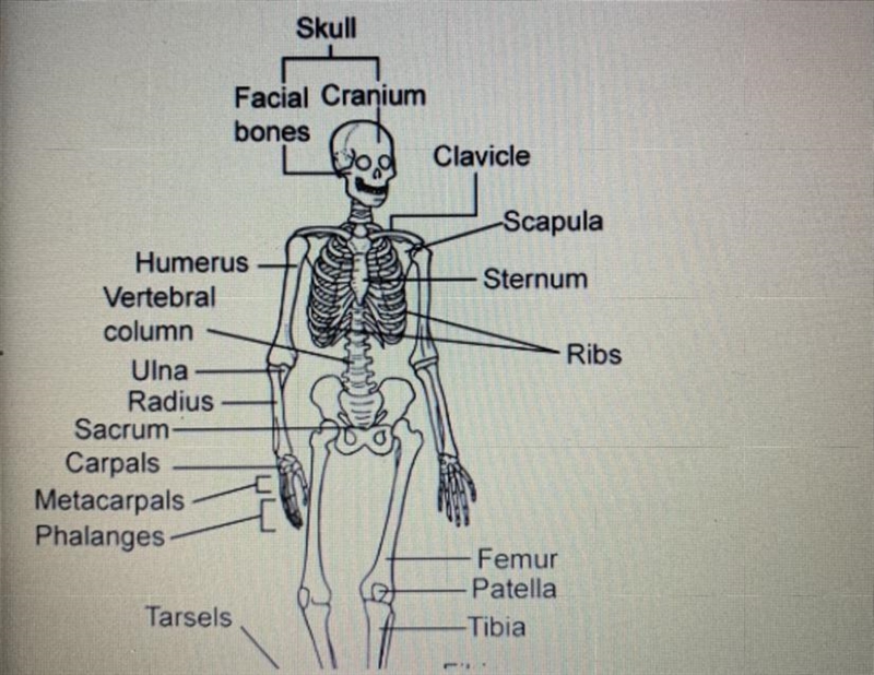 Using the drawing, which function of the skeletal system does the joint between the-example-1