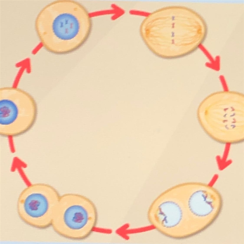 Observe the cell as it moves from stage to stage through cell division. What trends-example-1