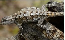 A fence lizard is shown in the image below. The main defense of a fence lizard is-example-1