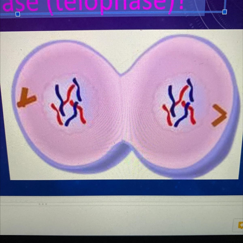 What phase of the cell cycle occurs AFTER this phase (telophase)?-example-1